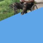 🚀 Стаття 41 Розкладу хвороб наказу №402 визначає, як оцінювати придатність до військової служби осіб з цереброваскулярними захворюваннями